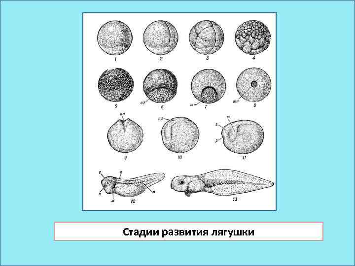 Схема развития лягушки 7 класс