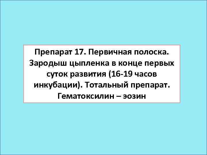 Препарат 17. Первичная полоска. Зародыш цыпленка в конце первых суток развития (16 -19 часов