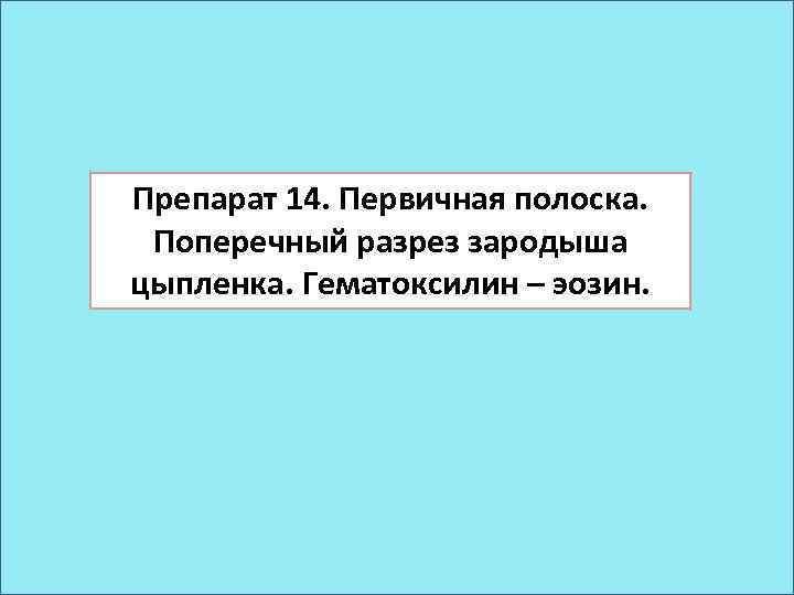 Препарат 14. Первичная полоска. Поперечный разрез зародыша цыпленка. Гематоксилин – эозин. 