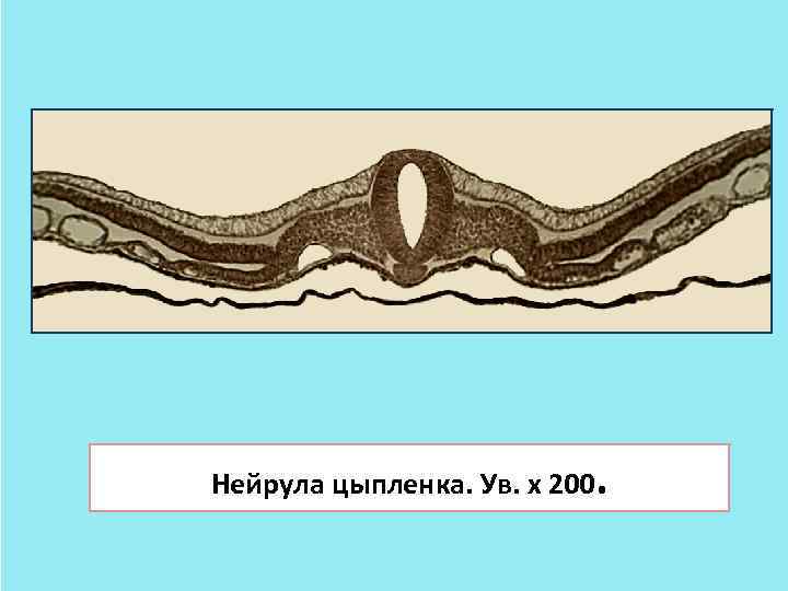 Нейрула цыпленка. Ув. х 200. 