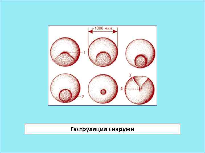 Схема зародыша человека в конце ранней гаструляции 13 е сутки развития