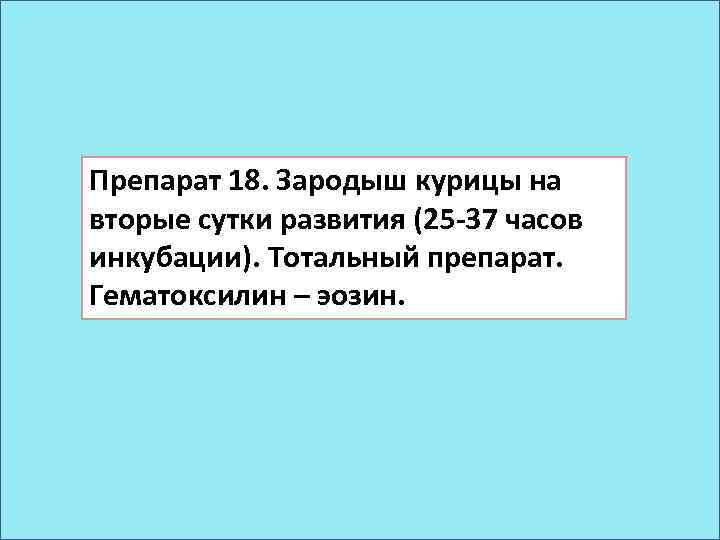 Препарат 18. Зародыш курицы на вторые сутки развития (25 -37 часов инкубации). Тотальный препарат.