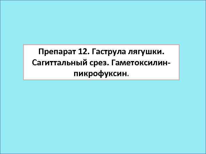 Препарат 12. Гаструла лягушки. Сагиттальный срез. Гаметоксилинпикрофуксин. 
