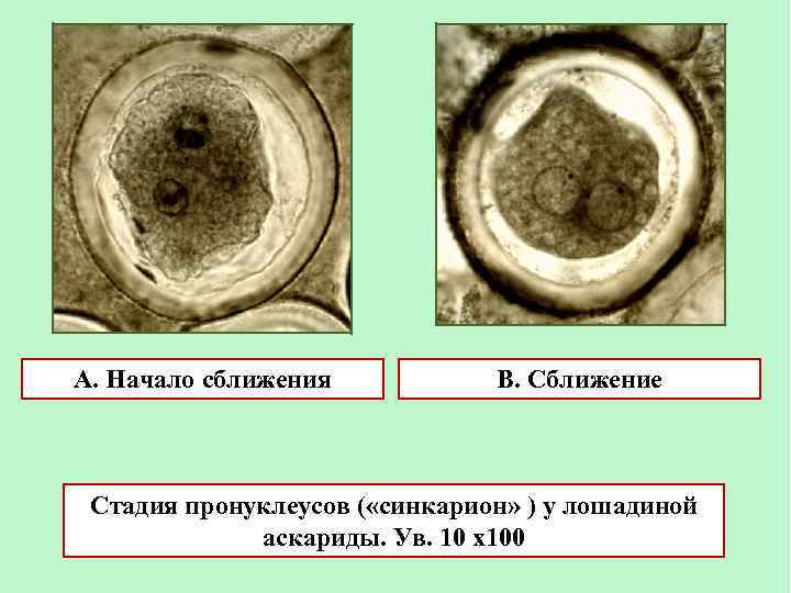 А. Начало сближения В. Сближение Стадия пронуклеусов ( «синкарион» ) у лошадиной аскариды. Ув.