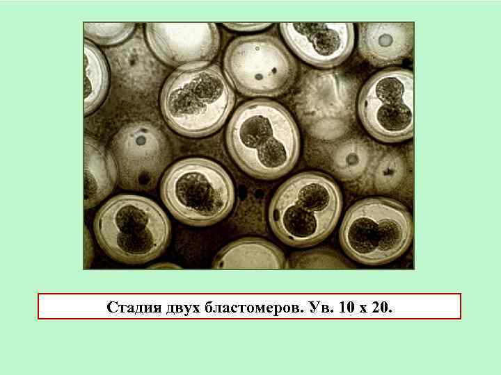 Стадия двух бластомеров. Ув. 10 х 20. 