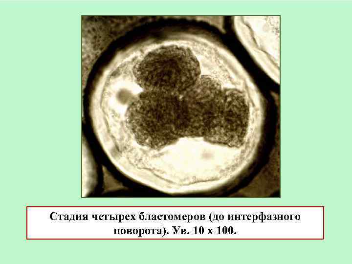 Стадия четырех бластомеров (до интерфазного поворота). Ув. 10 х 100. 