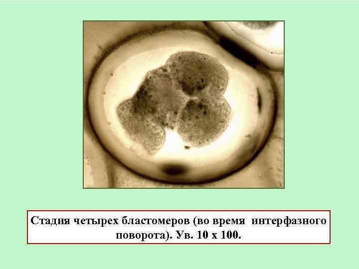 Стадия четырех бластомеров (во время интерфазного поворота). Ув. 10 х 100. 