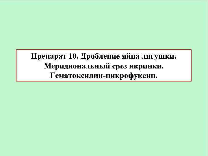 Препарат 10. Дробление яйца лягушки. Меридиональный срез икринки. Гематоксилин-пикрофуксин. 