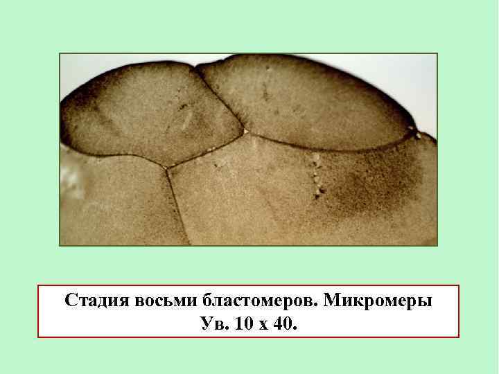 Стадия восьми бластомеров. Микромеры Ув. 10 х 40. 