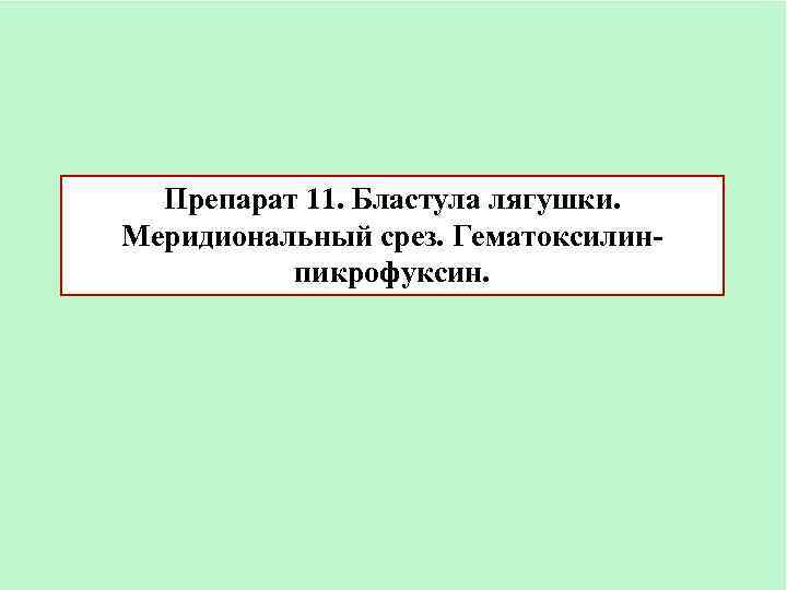 Препарат 11. Бластула лягушки. Меридиональный срез. Гематоксилинпикрофуксин. 