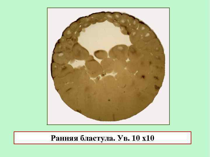 Ранняя бластула. Ув. 10 х10 