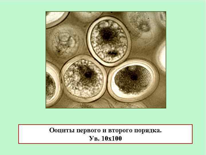 В растущих ооцитах большинства животных