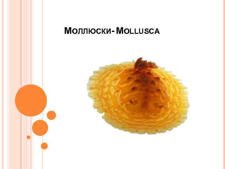 МОЛЛЮСКИ- MOLLUSCA 