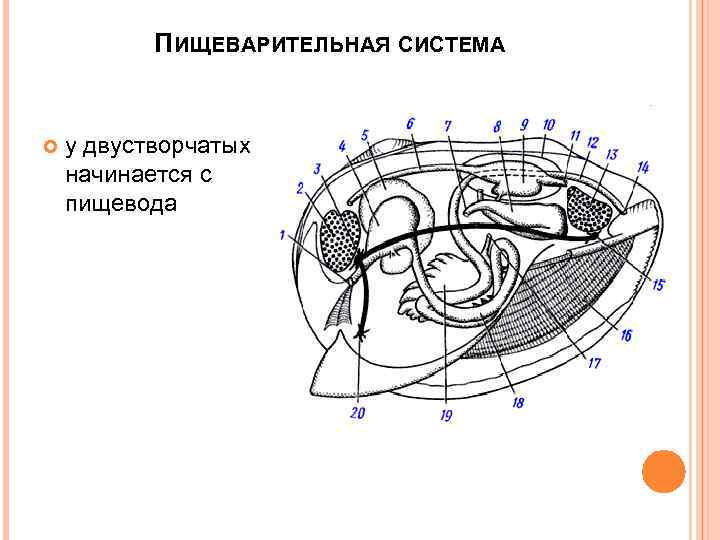 ПИЩЕВАРИТЕЛЬНАЯ СИСТЕМА у двустворчатых начинается с пищевода 