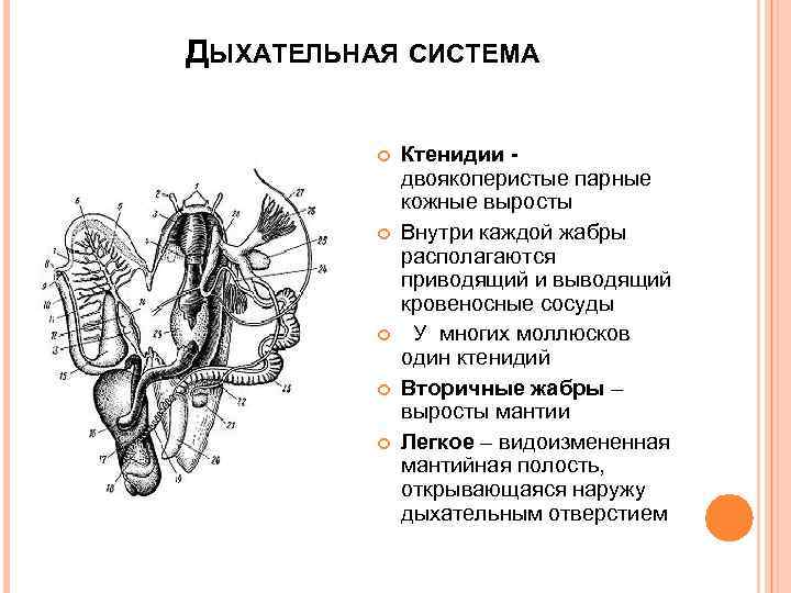 ДЫХАТЕЛЬНАЯ СИСТЕМА Ктенидии двоякоперистые парные кожные выросты Внутри каждой жабры располагаются приводящий и выводящий