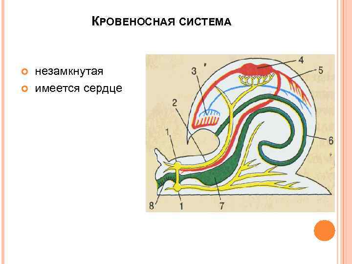 КРОВЕНОСНАЯ СИСТЕМА незамкнутая имеется сердце 