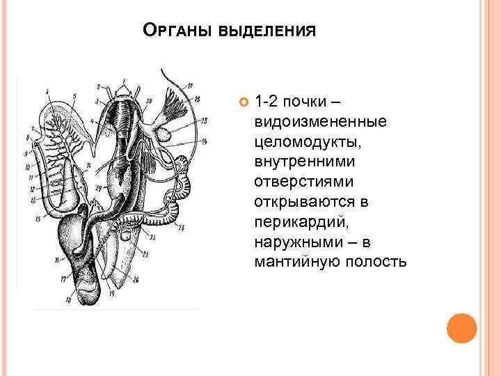 ОРГАНЫ ВЫДЕЛЕНИЯ 1 -2 почки – видоизмененные целомодукты, внутренними отверстиями открываются в перикардий, наружными