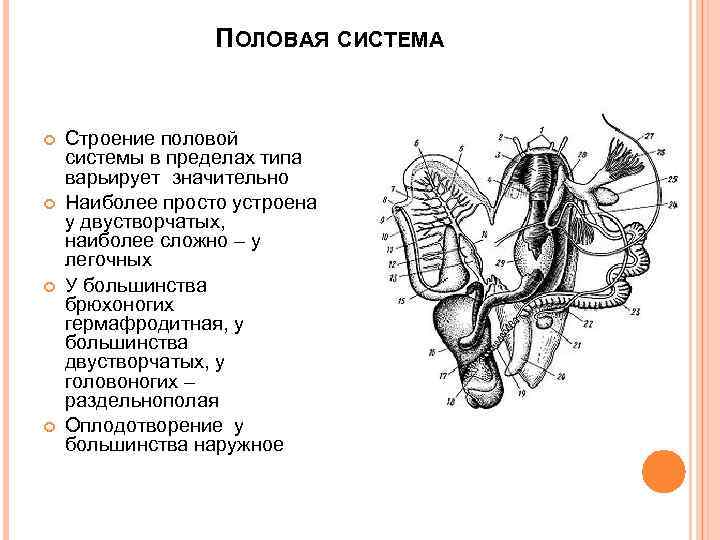 ПОЛОВАЯ СИСТЕМА Строение половой системы в пределах типа варьирует значительно Наиболее просто устроена у