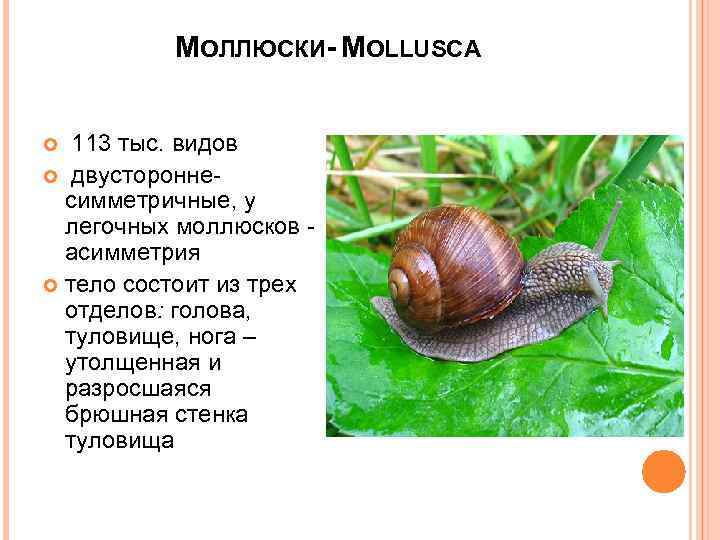 МОЛЛЮСКИ- MOLLUSCA 113 тыс. видов двустороннесимметричные, у легочных моллюсков асимметрия тело состоит из трех