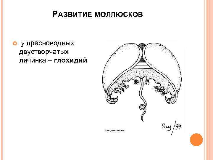 РАЗВИТИЕ МОЛЛЮСКОВ у пресноводных двустворчатых личинка – глохидий 