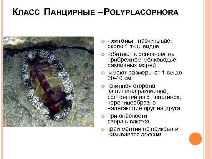 КЛАСС ПАНЦИРНЫЕ – POLYPLACOPHORA - хитоны, насчитывает около 1 тыс. видов обитают в основном