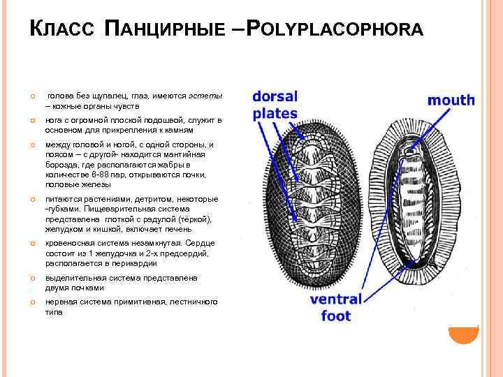 КЛАСС ПАНЦИРНЫЕ – POLYPLACOPHORA голова без щупалец, глаз, имеются эстеты – кожные органы чувств