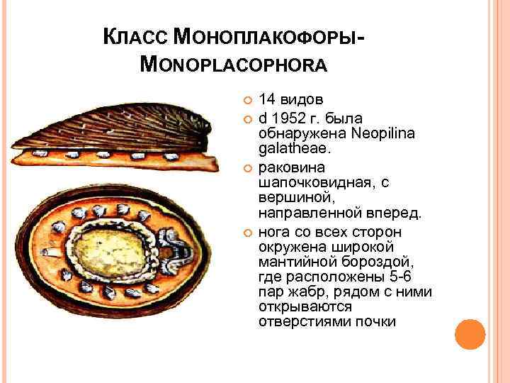 КЛАСС МОНОПЛАКОФОРЫMONOPLACOPHORA 14 видов d 1952 г. была обнаружена Neopilina galatheae. раковина шапочковидная, с