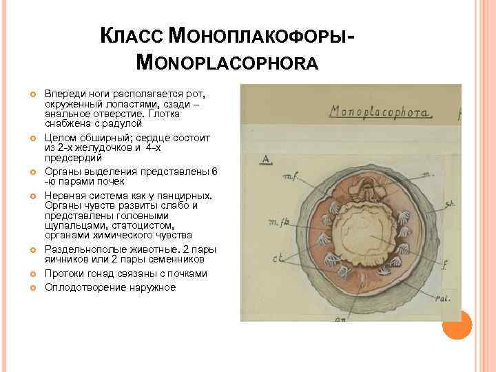 КЛАСС МОНОПЛАКОФОРЫMONOPLACOPHORA Впереди ноги располагается рот, окруженный лопастями, сзади – анальное отверстие. Глотка снабжена