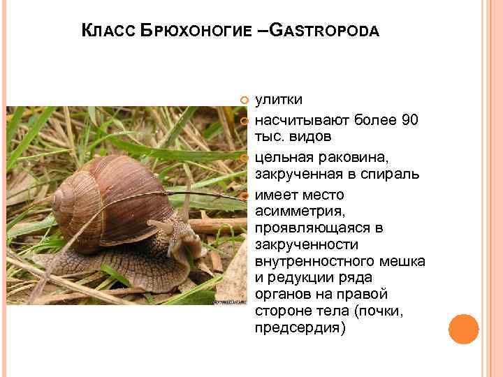 КЛАСС БРЮХОНОГИЕ – GASTROPODA улитки насчитывают более 90 тыс. видов цельная раковина, закрученная в