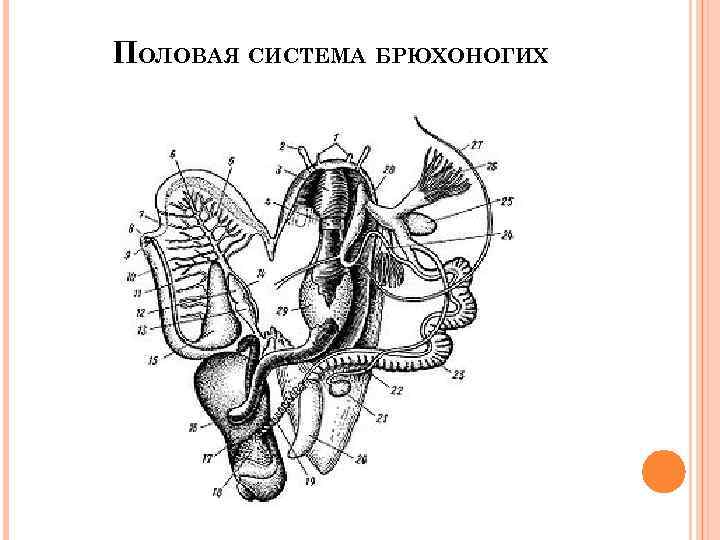 ПОЛОВАЯ СИСТЕМА БРЮХОНОГИХ 