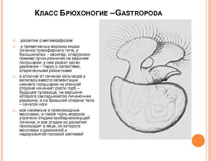 КЛАСС БРЮХОНОГИЕ – GASTROPODA развитие с метаморфозом у примитивных морских видов личинка трохофорного типа,