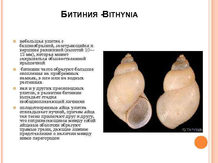 БИТИНИЯ -BITHYNIA небольшая улитка с башнеобразной, заостряющейся к вершине раковиной (высотой 10— 12 мм),