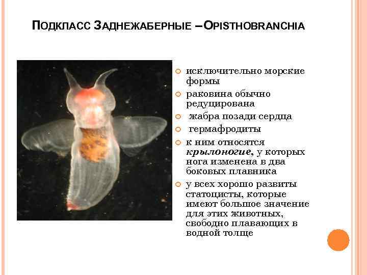 ПОДКЛАСС ЗАДНЕЖАБЕРНЫЕ – OPISTHOBRANCHIA исключительно морские формы раковина обычно редуцирована жабра позади сердца гермафродиты