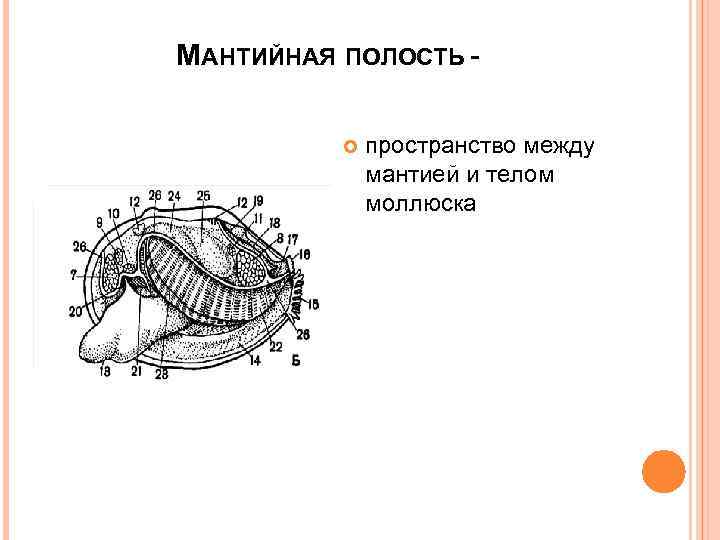 Мантийный комплекс органов двустворчатых моллюсков. Мантия и мантийная полость у моллюсков схема. Моллюски мантийная полость. Полость тела моллюсков вторичная