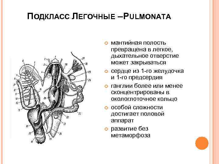 ПОДКЛАСС ЛЕГОЧНЫЕ – PULMONATA мантийная полость превращена в легкое, дыхательное отверстие может закрываться сердце