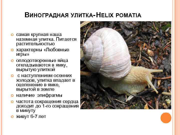 ВИНОГРАДНАЯ УЛИТКА- HELIX POMATIA самая крупная наша наземная улитка. Питается растительностью характерны «Любовные игры»