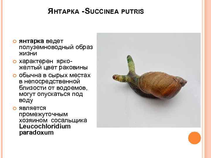 ЯНТАРКА - SUCCINEA PUTRIS янтарка ведет полуземноводный образ жизни характерен яркожелтый цвет раковины обычна