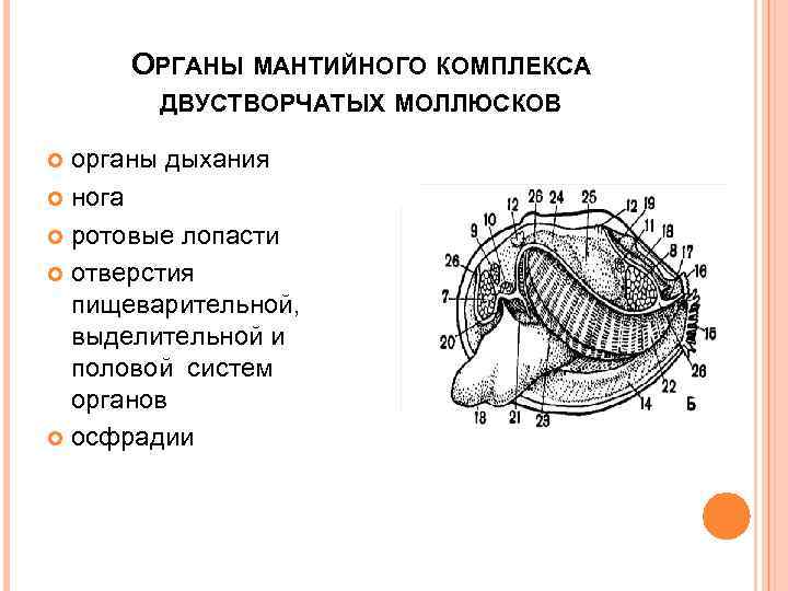 Органы двустворчатых моллюсков. Мантийный комплекс органов двустворчатых моллюсков. Строение мантийного комплекса моллюсков. Мантийный комплекс органов брюхоногих. Осфрадии двустворчатых моллюсков.