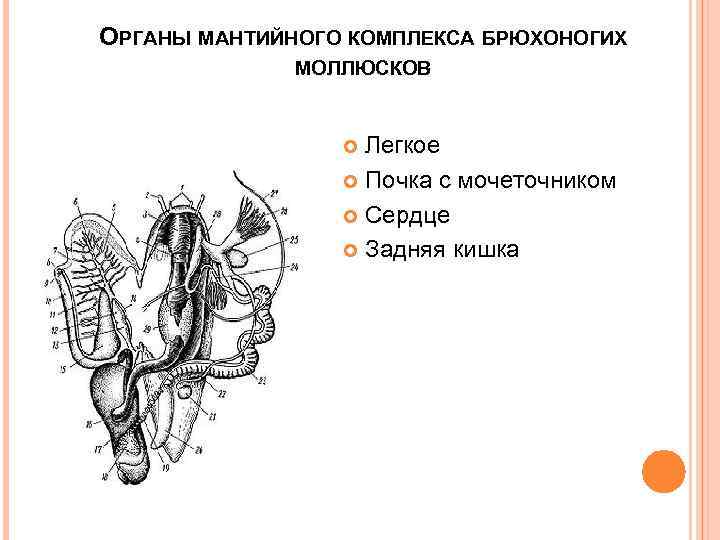 ОРГАНЫ МАНТИЙНОГО КОМПЛЕКСА БРЮХОНОГИХ МОЛЛЮСКОВ Легкое Почка с мочеточником Сердце Задняя кишка 