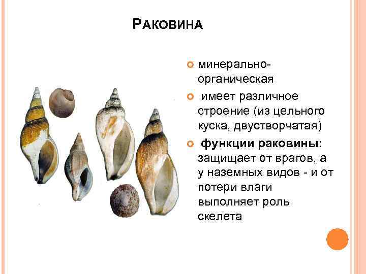 РАКОВИНА минеральноорганическая имеет различное строение (из цельного куска, двустворчатая) функции раковины: защищает от врагов,