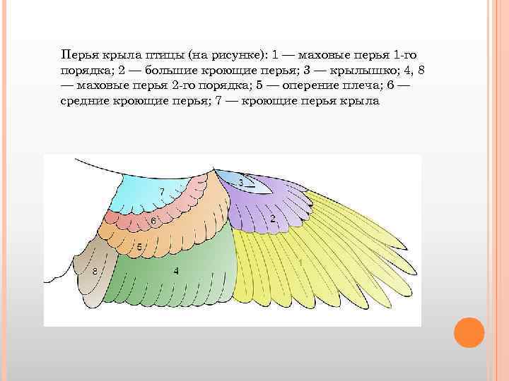 Кроющие перья рисунок