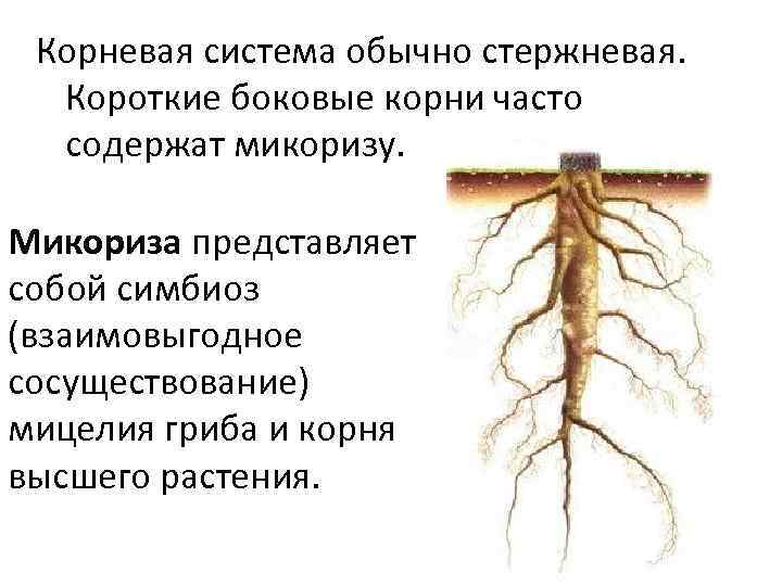 Наличие каких органов у корневища. Строение корня сосны. Корень голосеменных растений. Ель обыкновенная корневая система.