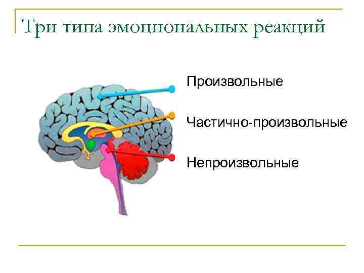 Три типа эмоциональных реакций Произвольные Частично-произвольные Непроизвольные 