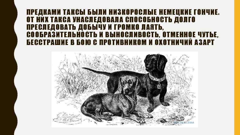 ПРЕДКАМИ ТАКСЫ БЫЛИ НИЗКОРОСЛЫЕ НЕМЕЦКИЕ ГОНЧИЕ. ОТ НИХ ТАКСА УНАСЛЕДОВАЛА СПОСОБНОСТЬ ДОЛГО ПРЕСЛЕДОВАТЬ ДОБЫЧУ