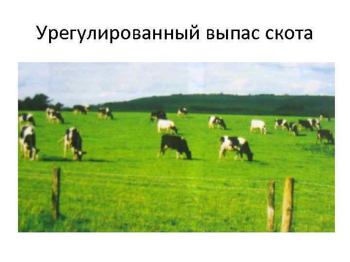 Урегулированный выпас скота 