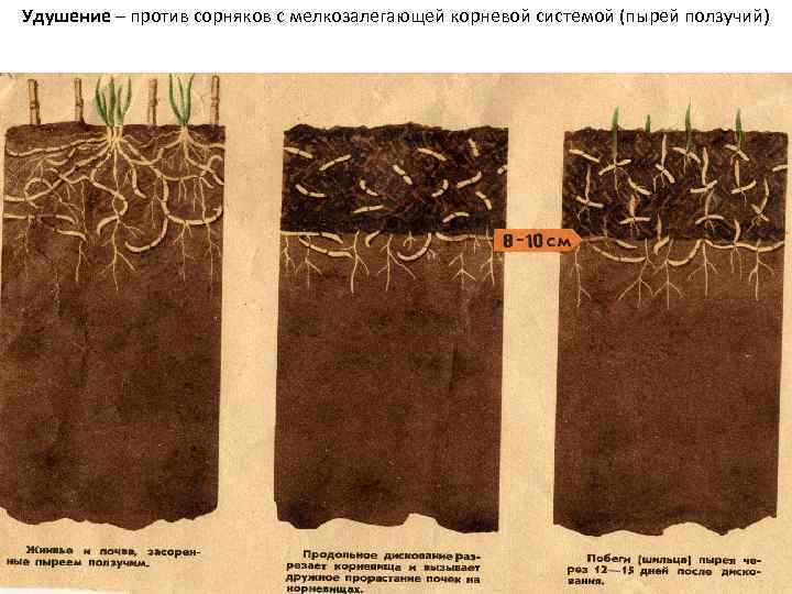 Удушение – против сорняков с мелкозалегающей корневой системой (пырей ползучий) 