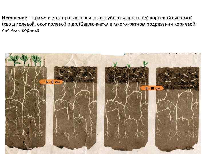 Истощение – применяется против сорняков с глубоко залегающей корневой системой (хвощ полевой, осот полевой