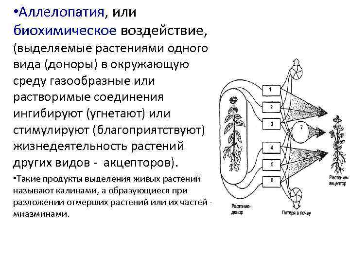  • Аллелопатия, или биохимическое воздействие, (выделяемые растениями одного вида (доноры) в окружающую среду