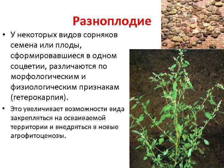 Полезные сорняки в огороде фото и название и описание