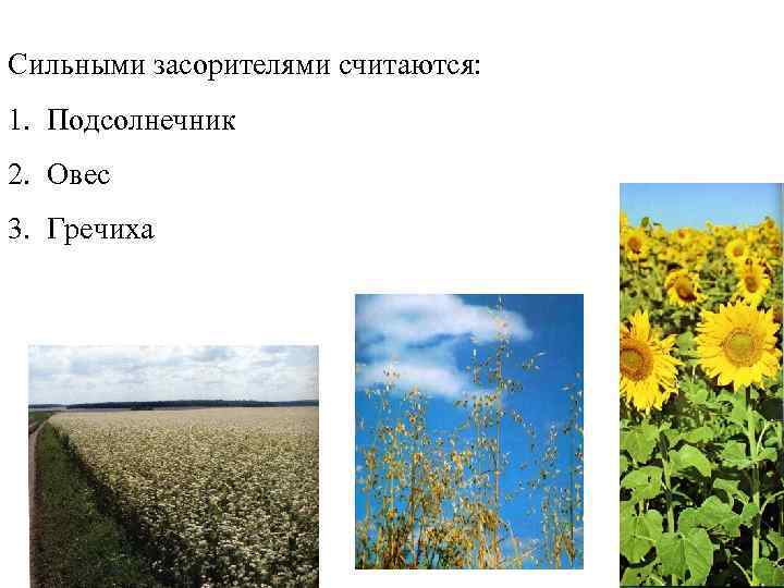 Сильными засорителями считаются: 1. Подсолнечник 2. Овес 3. Гречиха 